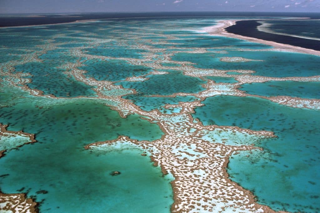 Add Great Barrier Reef to ‘In Danger’ List, UN Recommends, As Record Heat Sparks Fears of Second Mass Bleaching Event