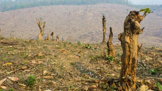 Why Is Deforestation a Major Problem In Terms of Its Effect on Global Warming?