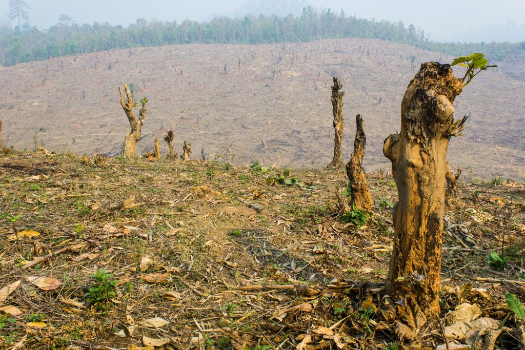 Why Is Deforestation a Major Problem In Terms of Its Effect on Global Warming?