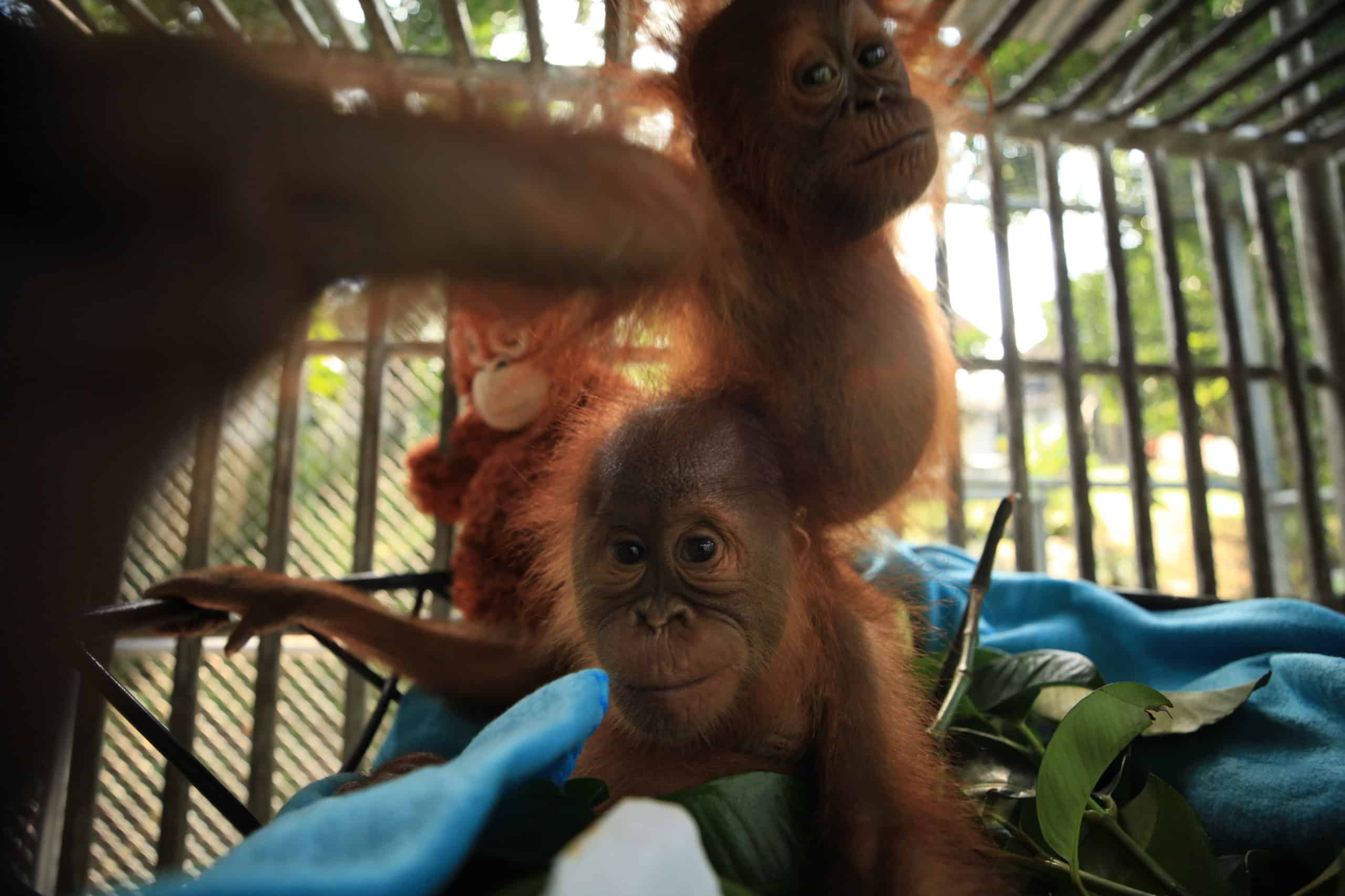 orangutan caring week
