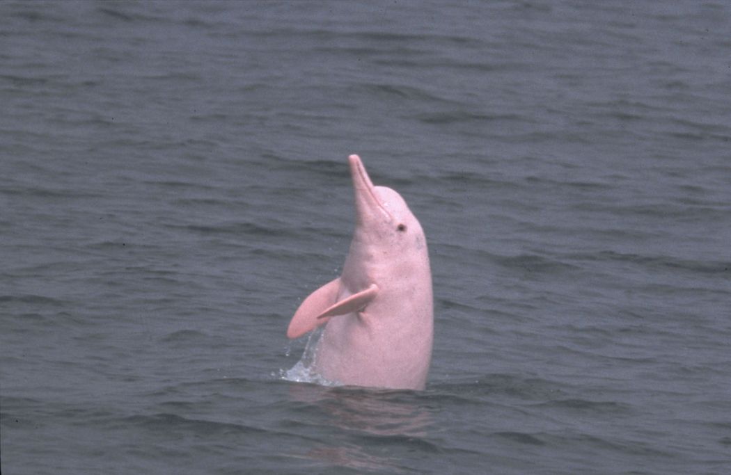 dolphins; pink dolphins; pink dolphin; hong kong pink dolphin