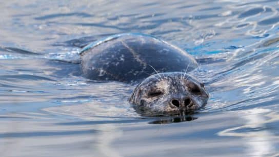 Facial Recognition Software Makes Data Collection on Harbor Seals More Accurate