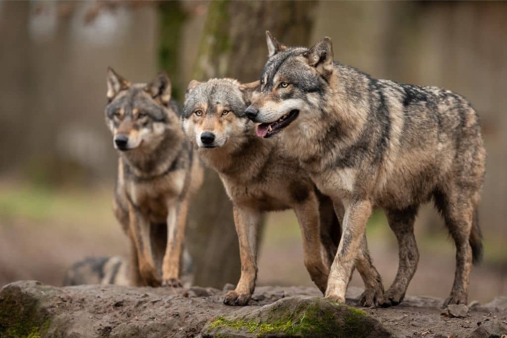 Coexistence and Conflict with North America’s Grey Wolf