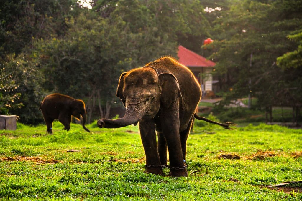 Endangered Species in Asia; Sumatran elephant