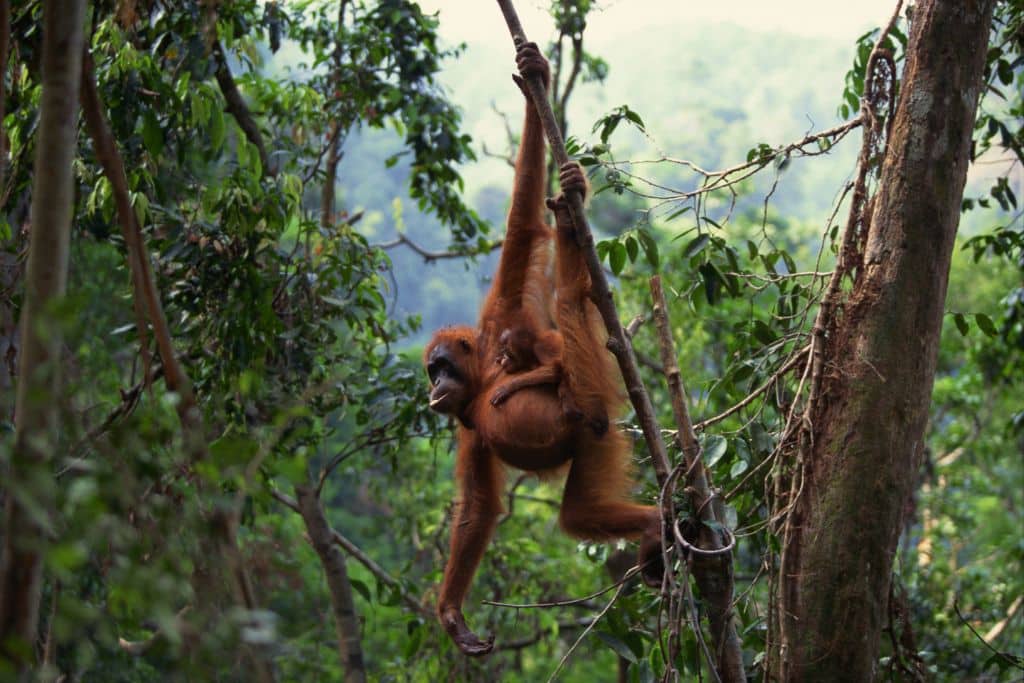 Endangered Species in Asia; Sumatran Orangutan