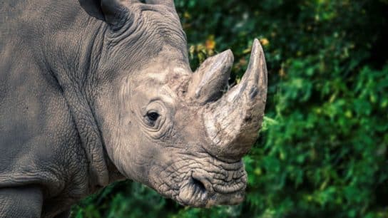 World Rhino Day 2023: Rhino in Peril: A Tale of Survival and Hope