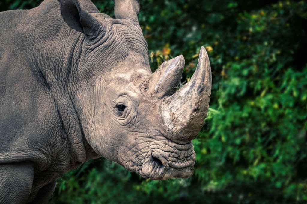 Endangered Species in Asia; java rhino