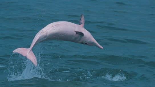 Why Are Hong Kong’s Rare Pink Dolphins Disappearing?