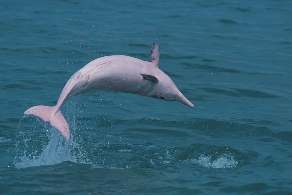 Why Are Hong Kong’s Rare Pink Dolphins Disappearing?