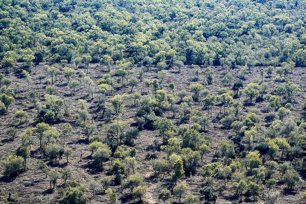 Environmental Issues in South America; Gran Chaco deforestation
