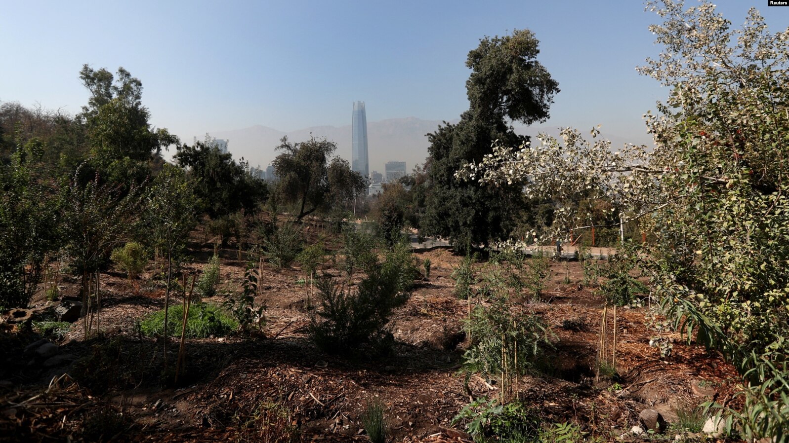 Environmental Issues in South America; local park in Chile with native plants and trees