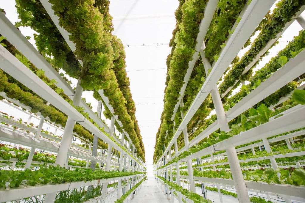 Global Food System; sustainable food systems; vertical farming