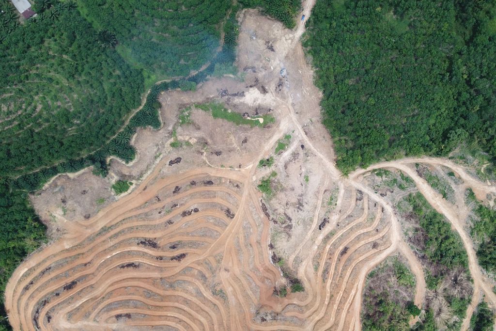 Environmental Issues in South America; deforestation