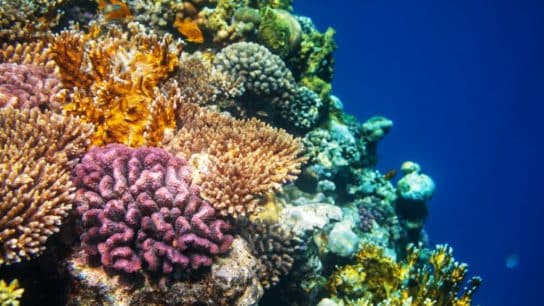 Coral Reef Breakthrough Launches to Prevent Extinction of One of the World’s Most Threatened Ecosystems