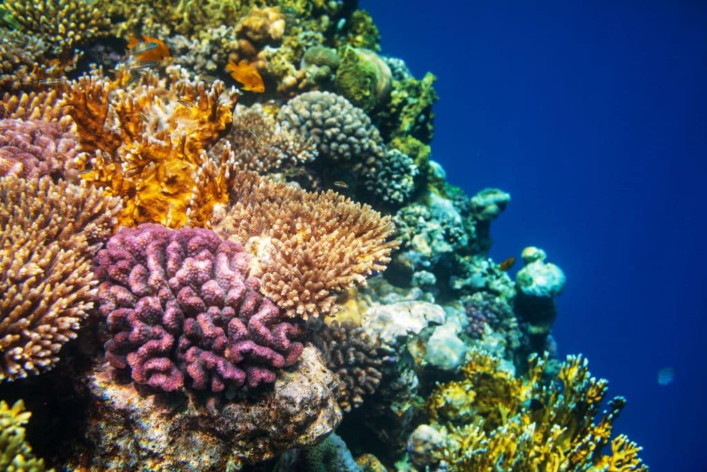 coral reefs; The Coral Reef Breakthrough