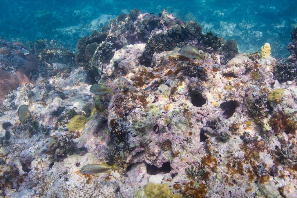 coral reef degradation in hawaii; dying coral reef