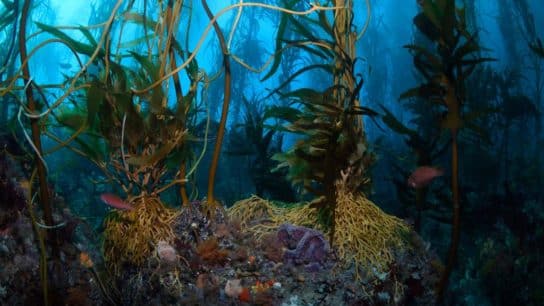 Utilising Kelp Forests for Carbon Sequestration