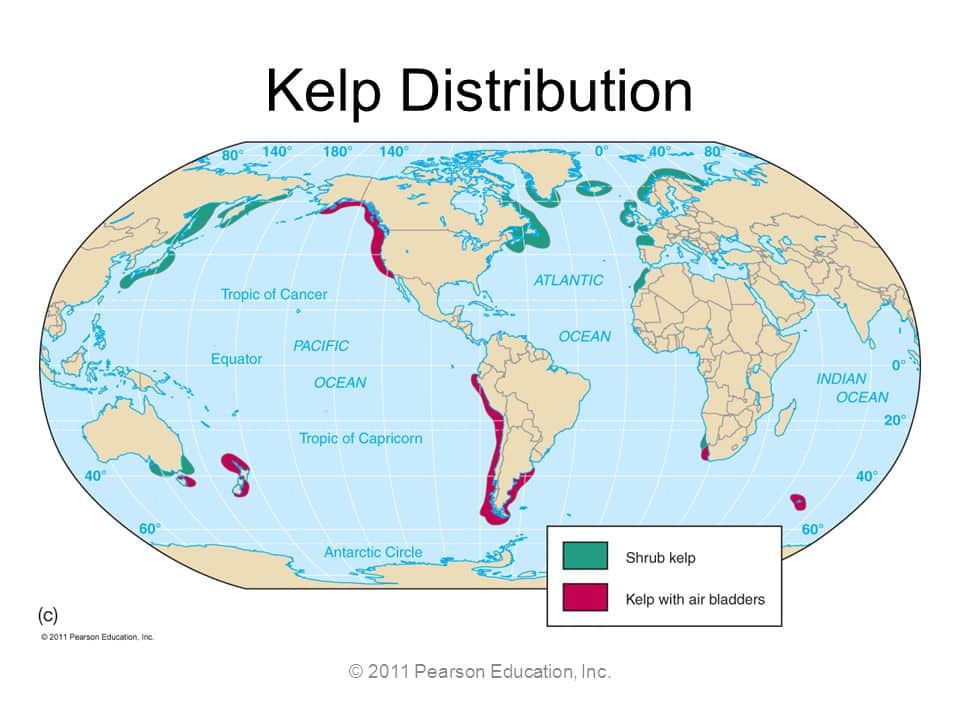 kelp distribution across the world