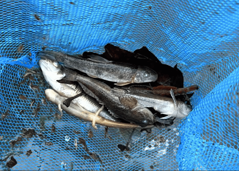 Norfolk Southern’s Ohio Derailment; dead fish east palestine