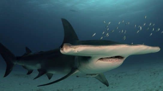 Great Hammerhead Shark: Endangered Species Spotlight