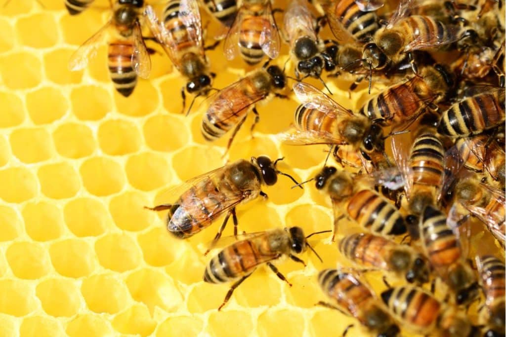 Scientists Develop World’s First Vaccine for Honeybees to Protect Pollinators From Deadly Disease