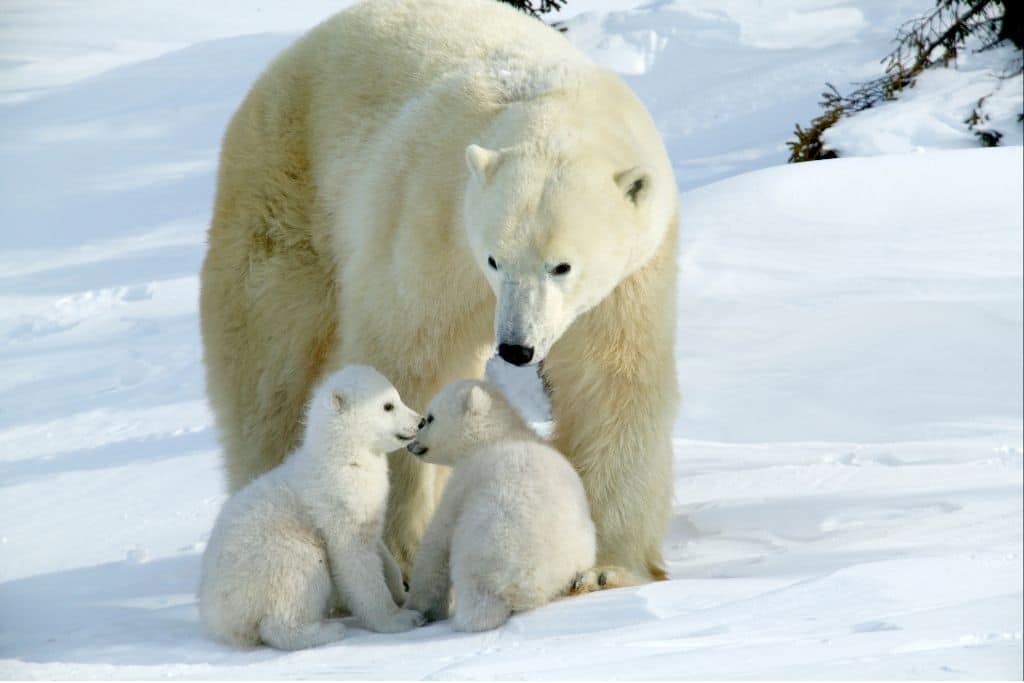 When Will Polar Bears Go Extinct?