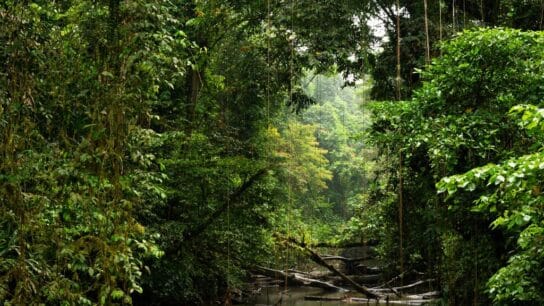 What Causes Deforestation in Borneo and How Do We Stop It?