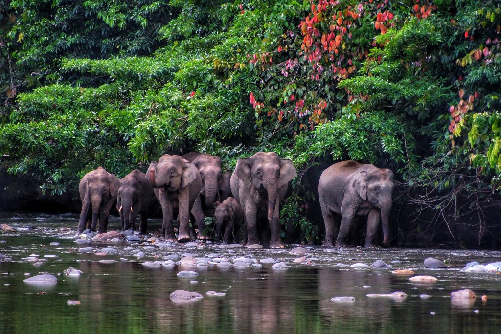 borneo biodiversity; pygmy elephants in Borneo
