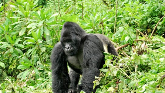 Eastern Gorilla: Endangered Species Spotlight