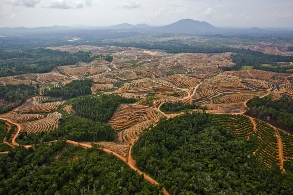 A network of access roads on former orangutan habitat inside the PT Karya Makmur Abadi Estate II palm oil concession in East Kotawaringin district, Central Kalimantan; Borneo, Indonesia. Source: Greenpeace