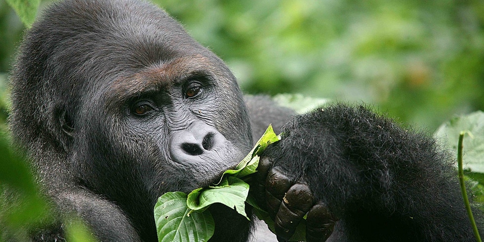 endangered eastern gorilla; eastern gorilla facts; Eastern gorillas are primarily herbivorous, although are sometimes observed consuming insects and larvae (photograph courtesy of LifeGate);