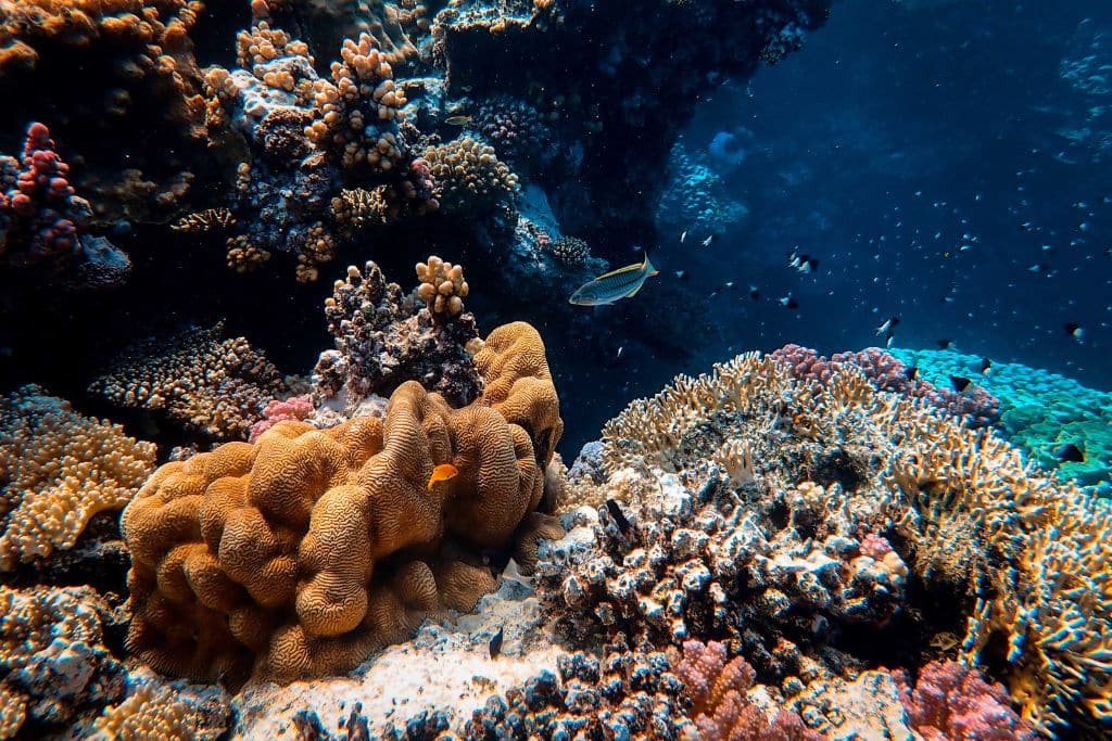 ocean life; coral reefs; fish conservation; endangered marine species