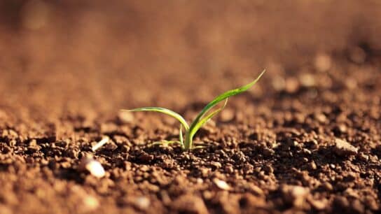 The Private Sector Must Prioritise Investments in Soil Health