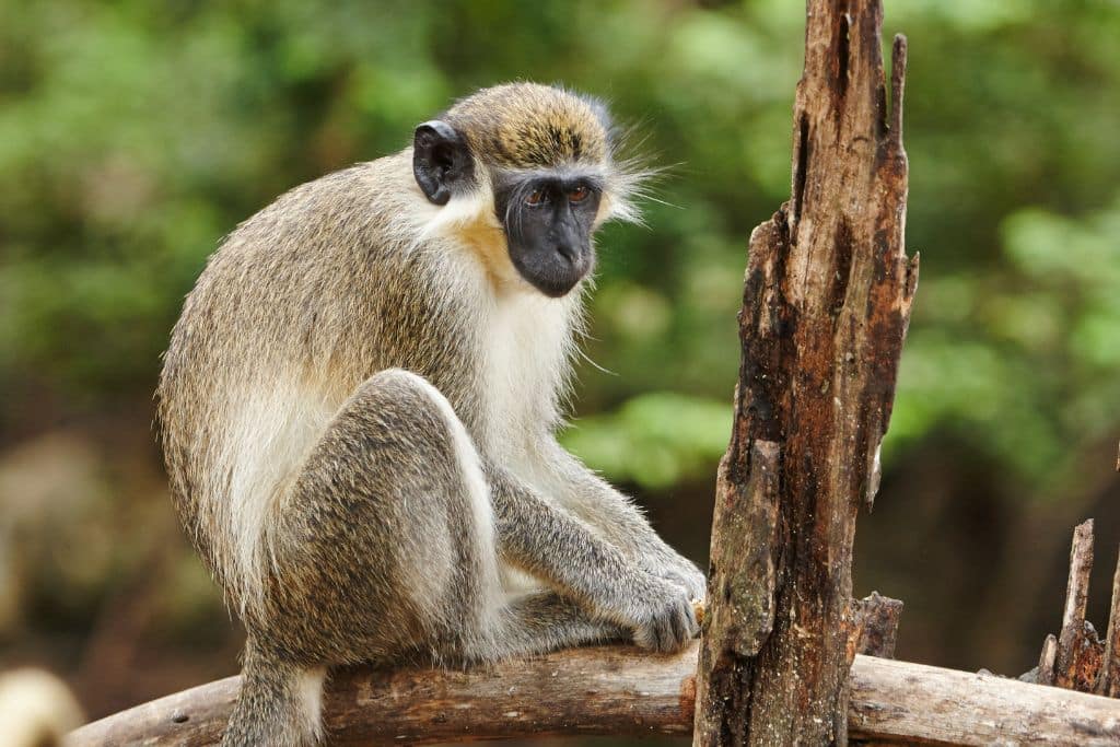 caribbean monkey; Stop Caribbean Monkey Cull st Marteen California