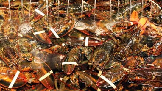 California Aquarium Accused of Harming the Maine Lobster Industry