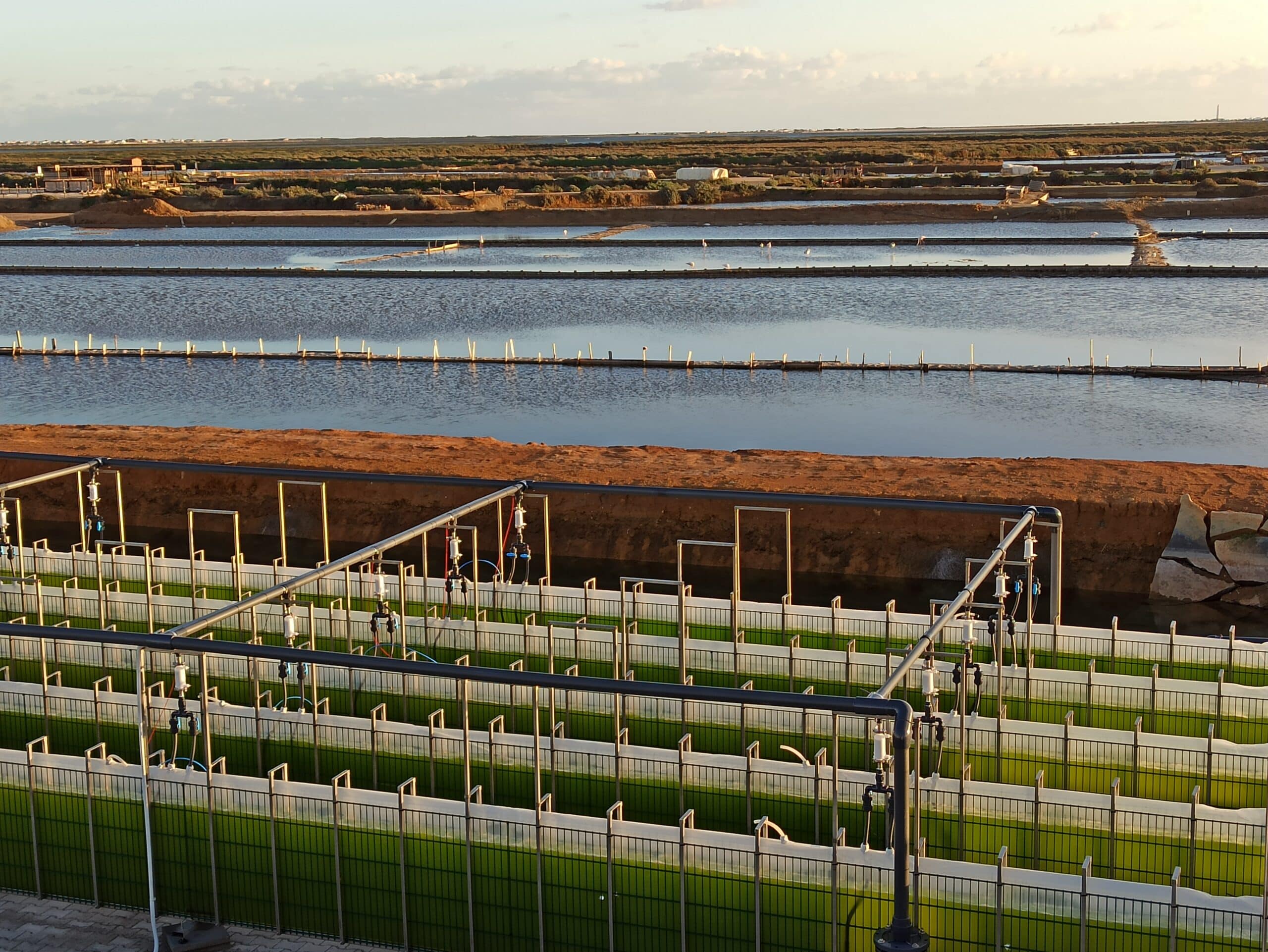 Tubular photo-bioreactor at Necton’s facilities. With new photo-bioreactors andadvanced monitoring of cultures, microalgae can be cultivated under controlled
conditions. Credit: Necton