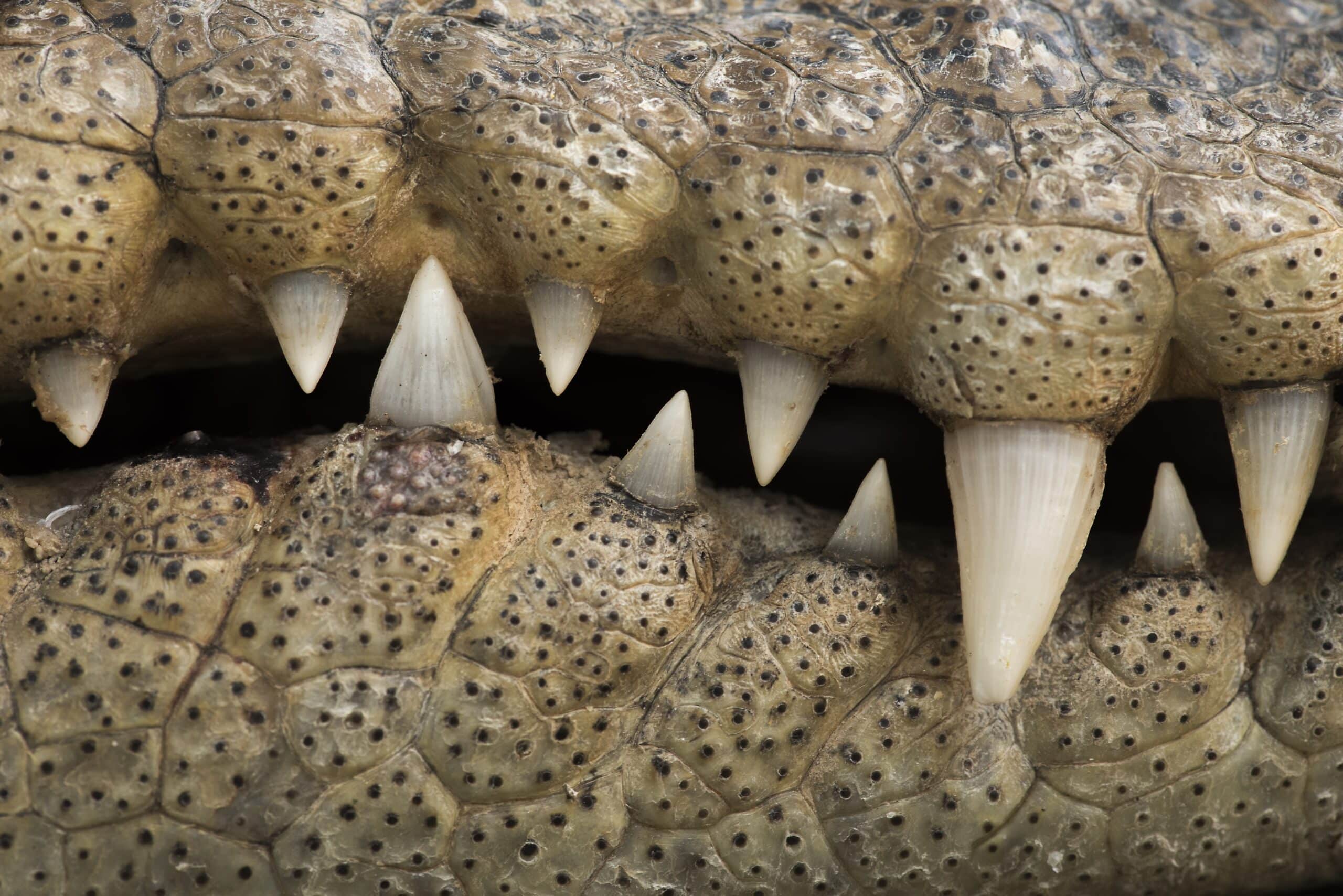 A close up of a Siamese crocodiles teeth