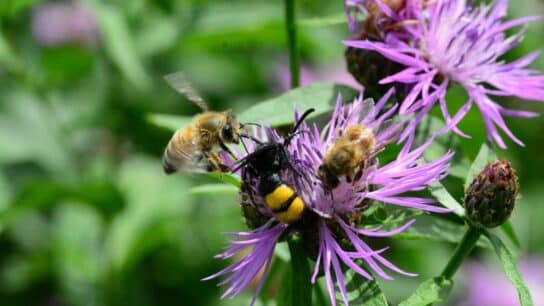 How Does Climate Change Affect Pollinators and Put Our Food Supply at Risk?
