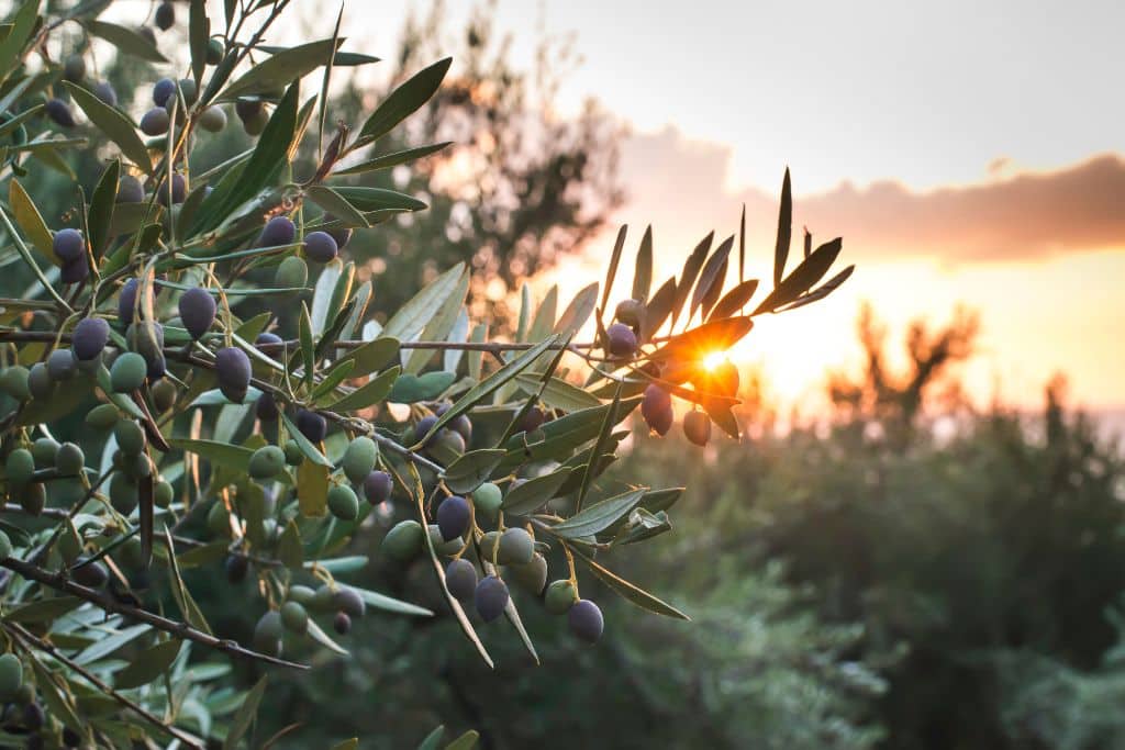 Spain Braces for First Heatwave of 2023 as Drought Pushes Olive Oil Prices to Record Levels