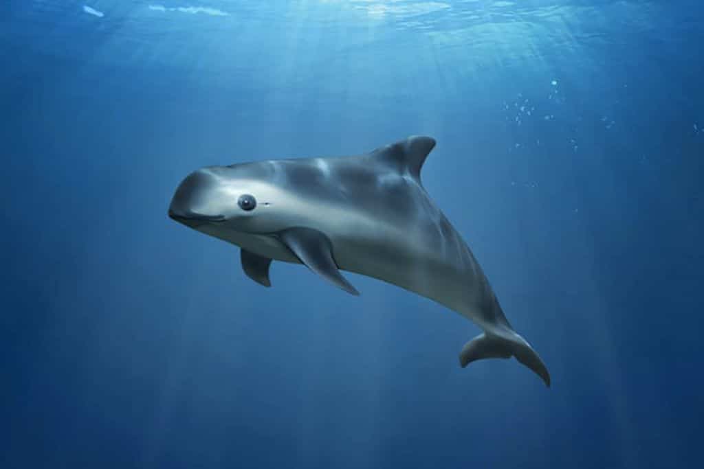 Mexico Excluded From Flora and Fauna Trade Due to ‘Inadequate’ Protection of the Vaquita Marina