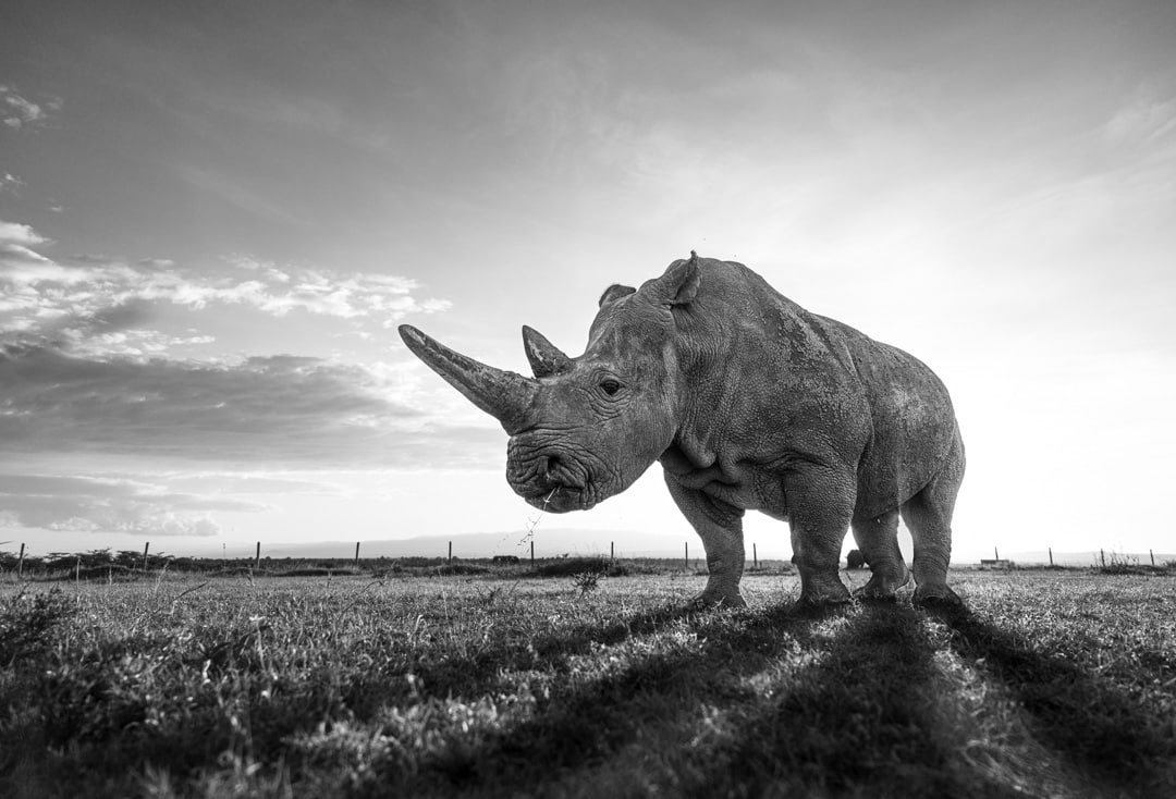 This is Najin, representing 50% of the population of Northern White Rhinos held in Ol Pejeta Conservancy. © Chags Photography by Amish Chhagan