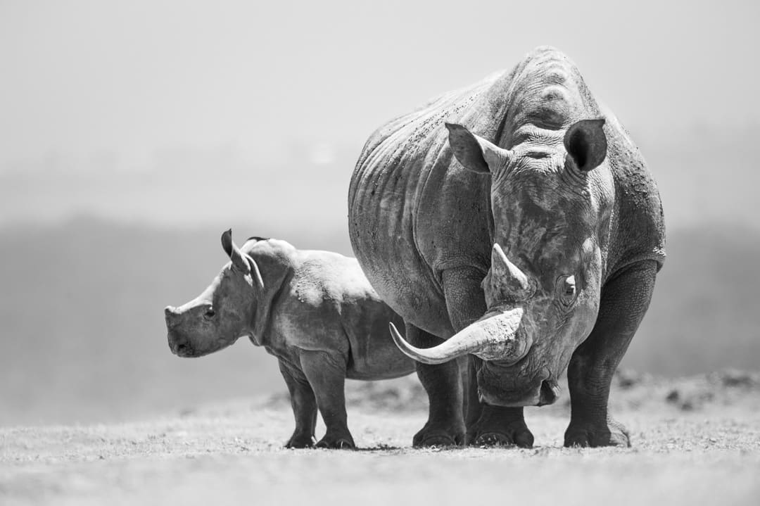 rhinos Chags Photography by Amish Chhagan