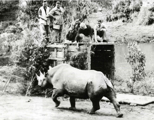 Rhino being reintroduced. © Solio Game Reserve