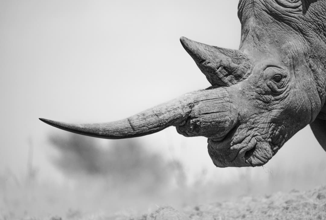 Mfalme, a southern white rhino in Solio Game Reserve, Kenya. © Chags Photography by Amish Chhagan