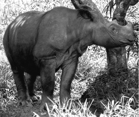 Sumatran Rhino in Indonesia. © Michel VIARD