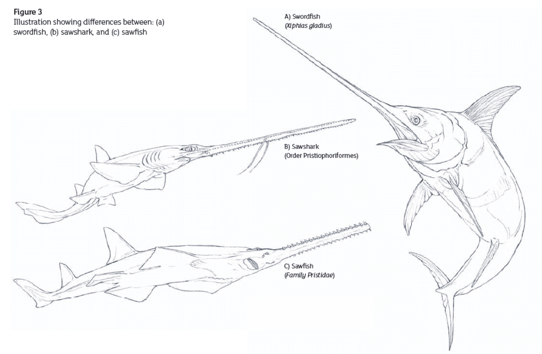 IUCN SSG illustration differentiating the swordfish, sawshark, and sawfish.  