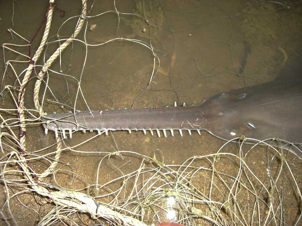 Sawfishes are caught by a wide range of fishing gears due to their tooth-studded rostra being easily entangled. Photo: Jeff Whitty.