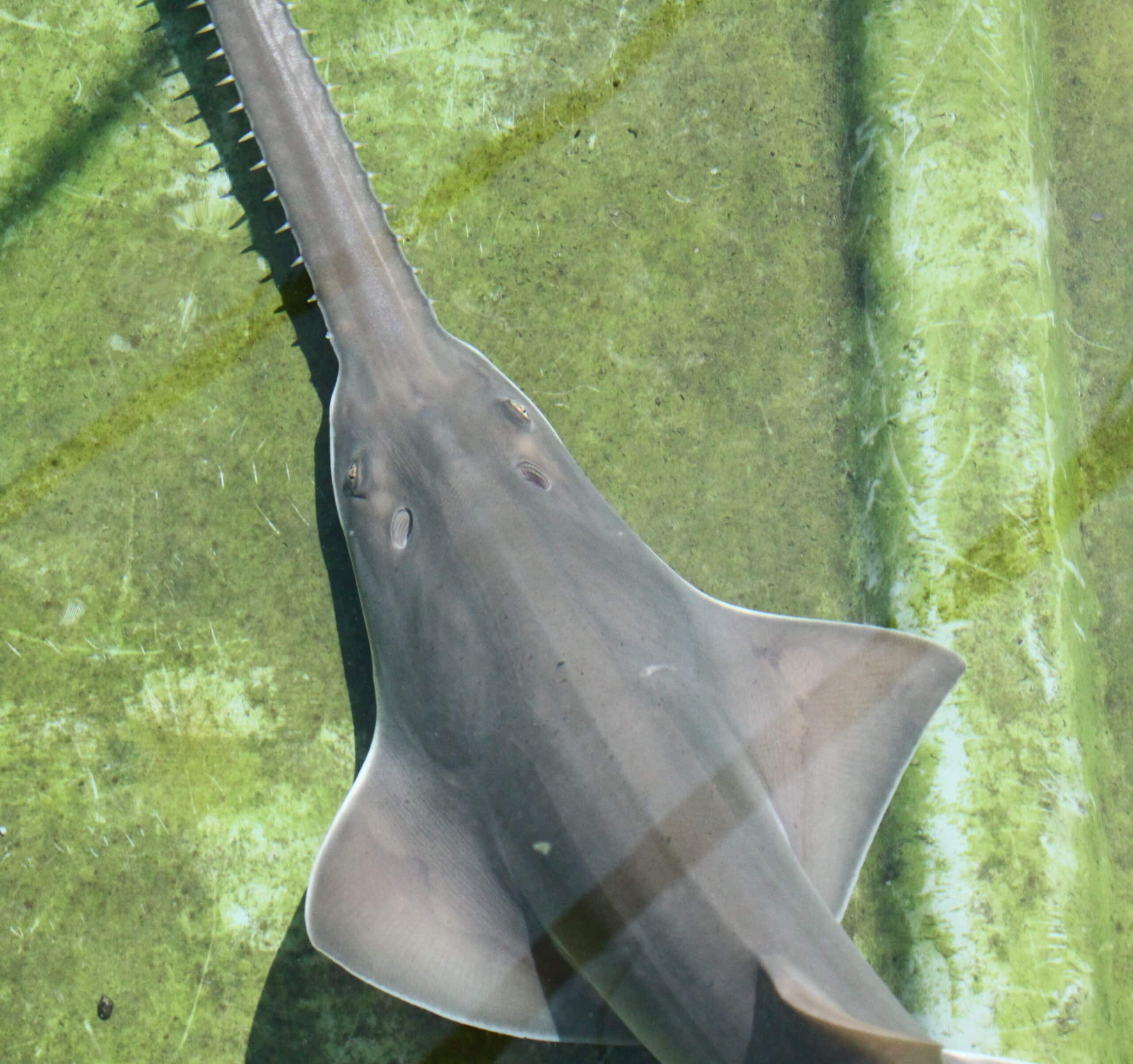 Due to the rarity of largetooth sawfishes, innovative monitoring techniques, such as environmental DNA, are increasingly being used (photograph by Peter Kyne).