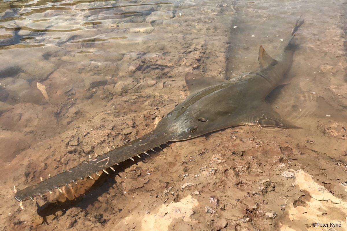 Largetooth Sawfish Pristis pristis released after being rescued from a drying floodplain waterhole in northern Australia. Photo: Peter Kyne.