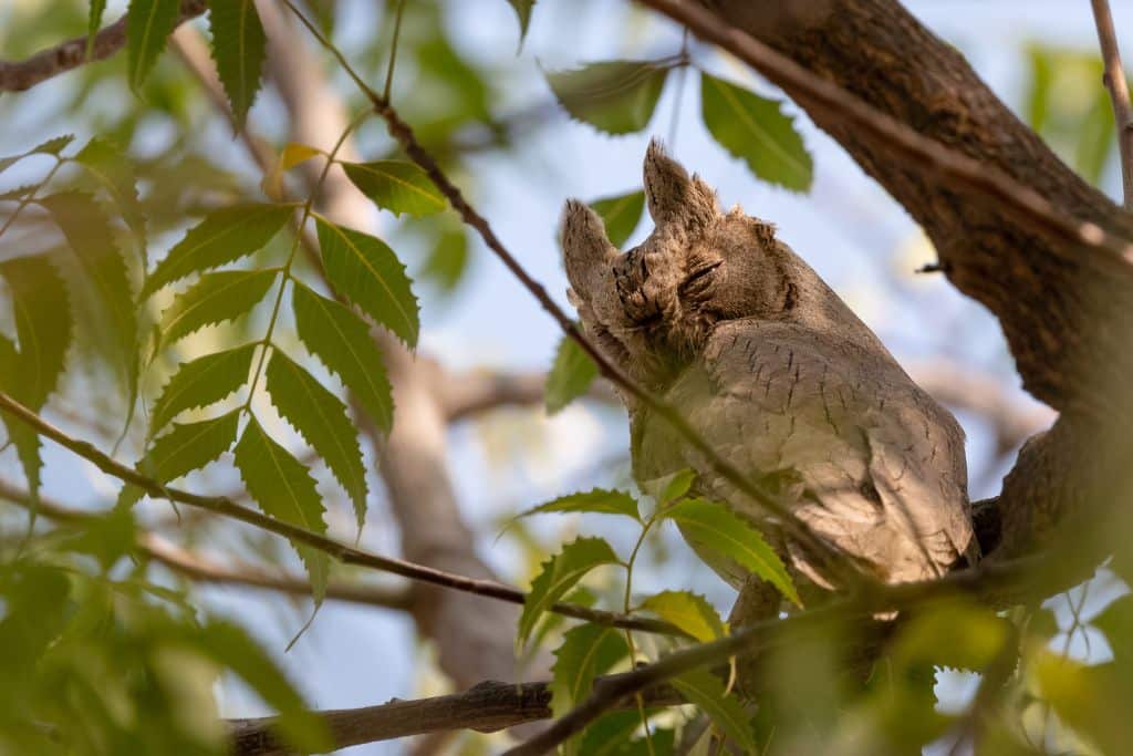 Seychelles Scops-owl